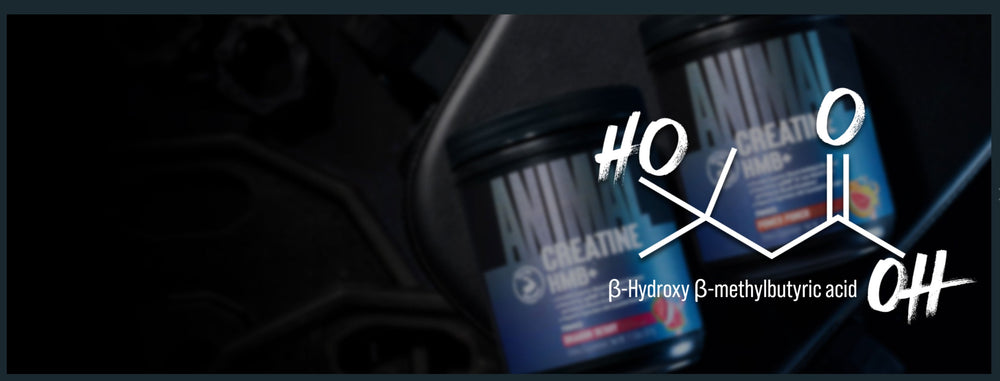 HMB: The Great Amplifier