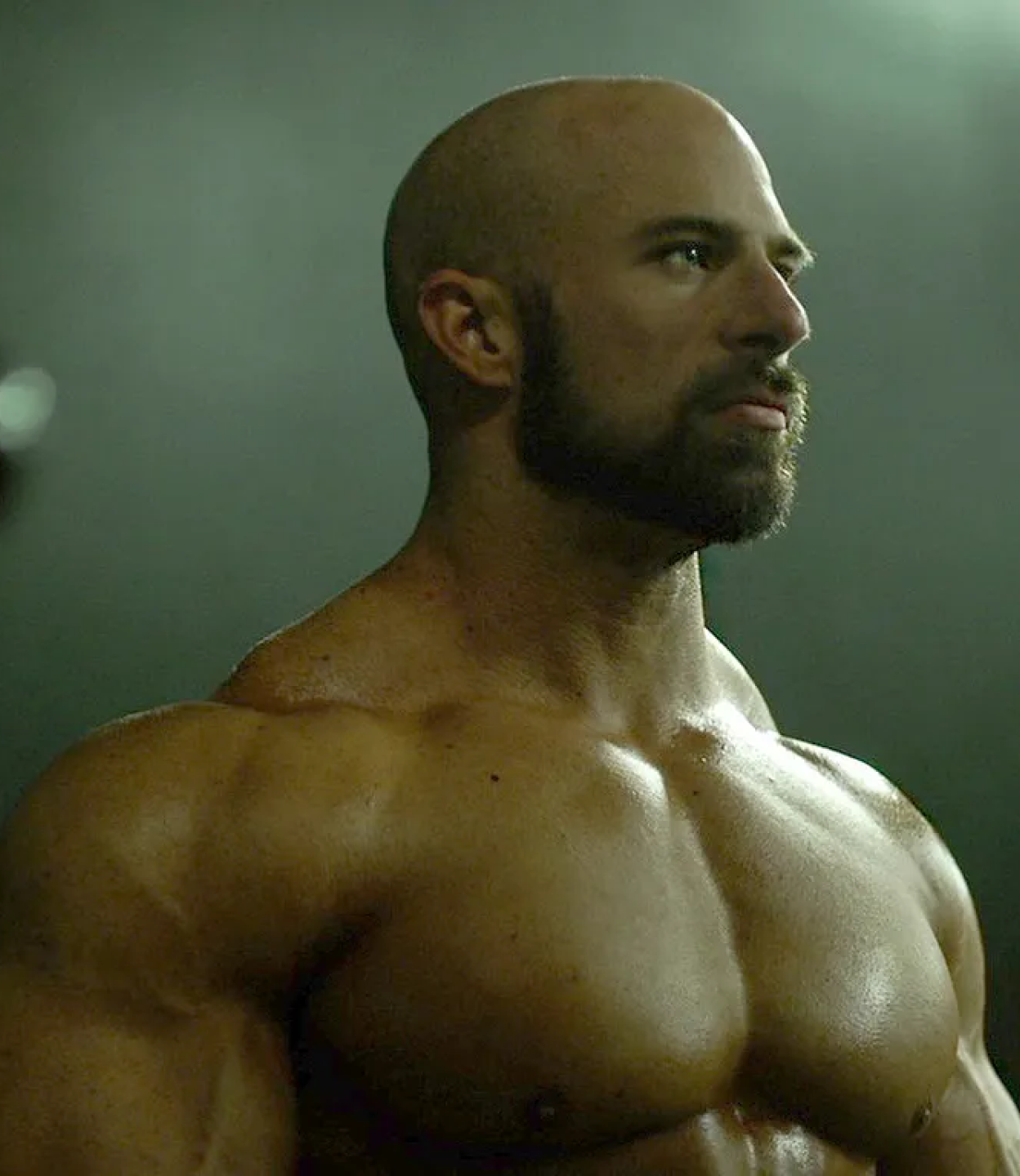 Rectangular Bodybuilder Animal Bodybuilding Team